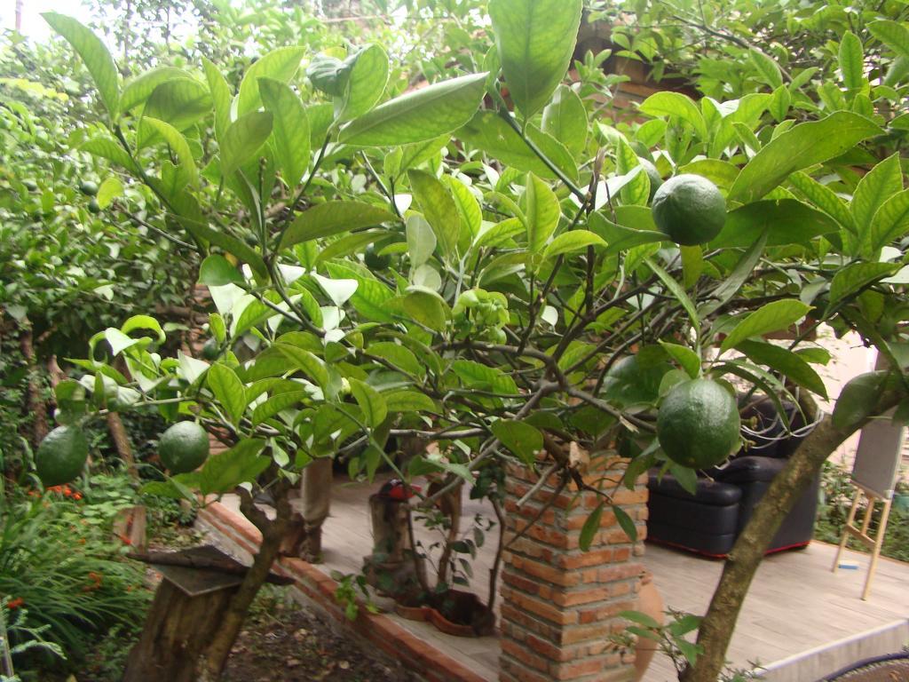 Guest House Temuri 바투미 외부 사진